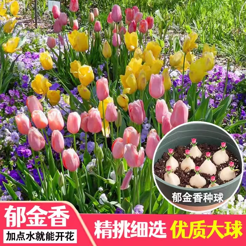 郁金香种球5度球水培荷兰进口重瓣四季开花好活土养阳台花种籽子