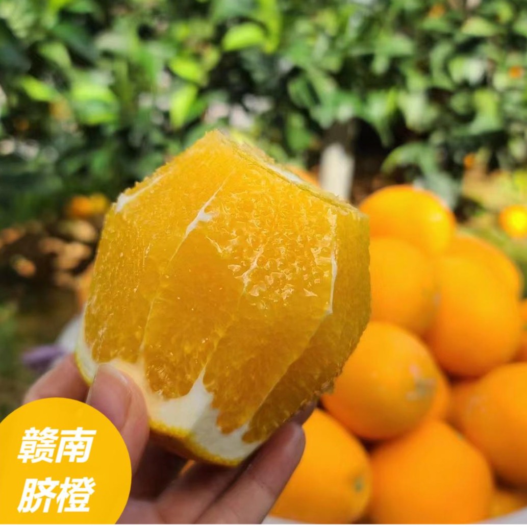 5斤【赣南脐橙】江西赣州寻乌县种植果园新鲜采摘直发