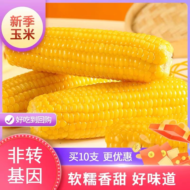23东北新鲜黄糯玉米粘拉丝营养香甜软糯X拍10支*220-280g甜糯