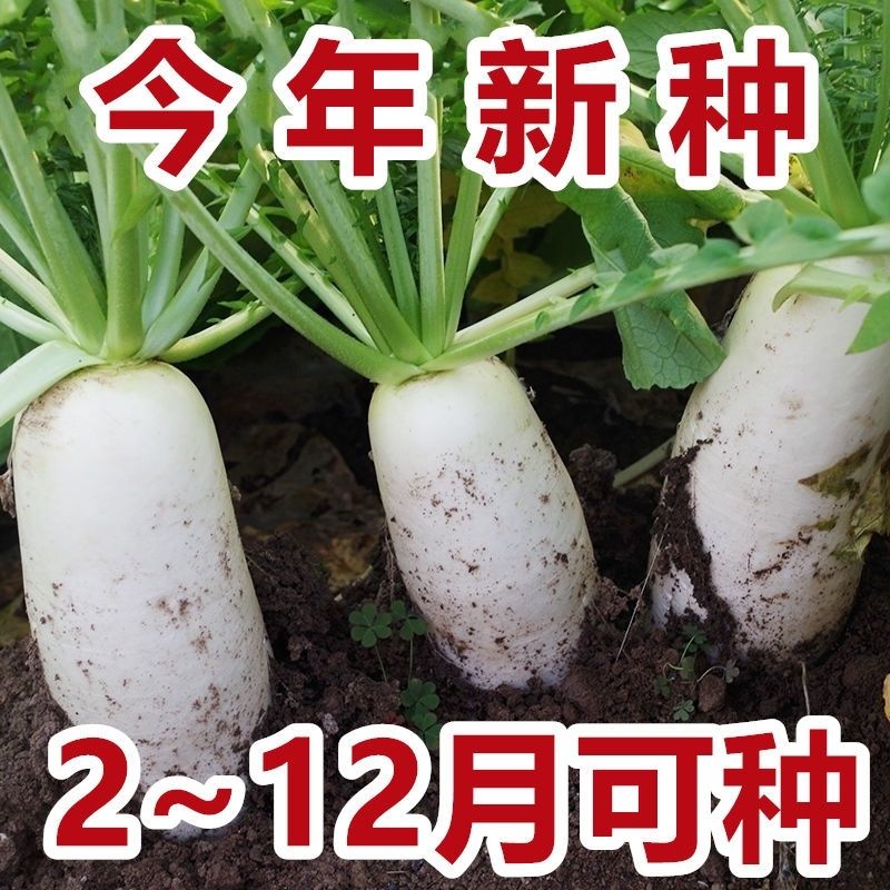 夏季萝卜种子耐高温四季萝卜种子白玉萝卜早熟高产大白萝卜籽蔬菜
