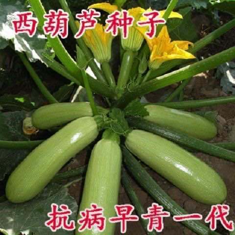 【西葫芦种子】高产蔬菜种子四季易种家庭阳台盆栽蔬菜籽耐寒抗病