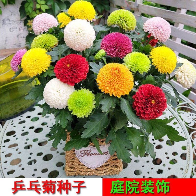 乒乓菊种子球行菊花四季种活室内外阳台庭院花盆鲜花盆栽花籽