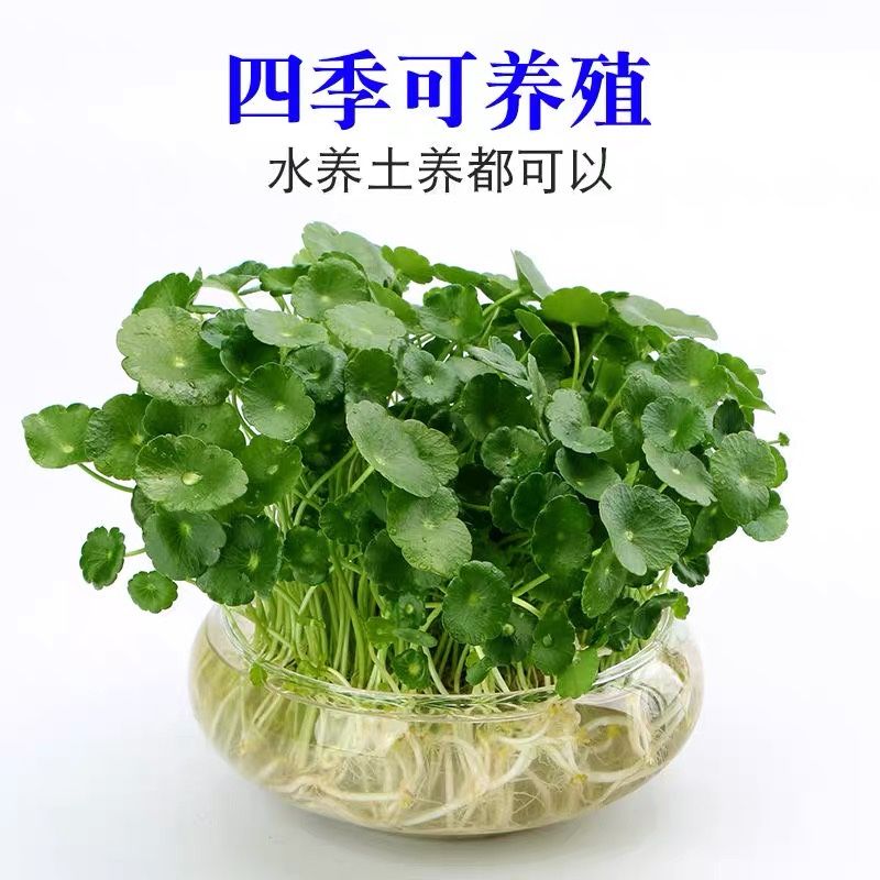 铜钱草种子水培植物室内办公室桌面盆栽花卉四季常青绿植净化空气