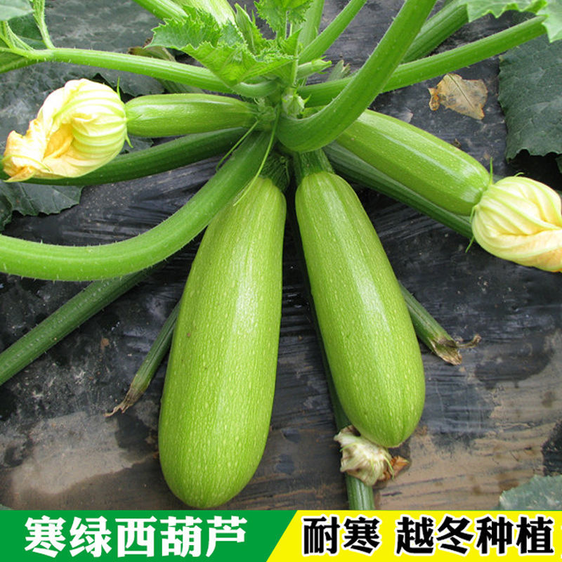 四季春季西葫芦子西葫芦种子西葫芦种籽春夏秋季蔬菜种子孑