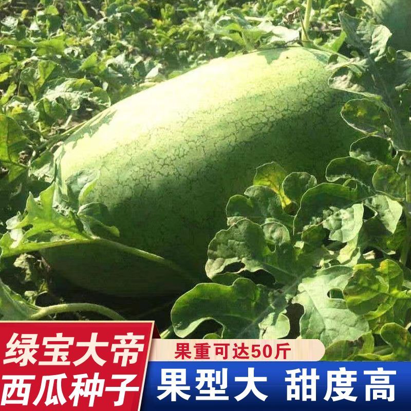 绿宝大帝西瓜种子巨型懒汉水果新红宝西瓜绿皮大果春四季播抗重茬