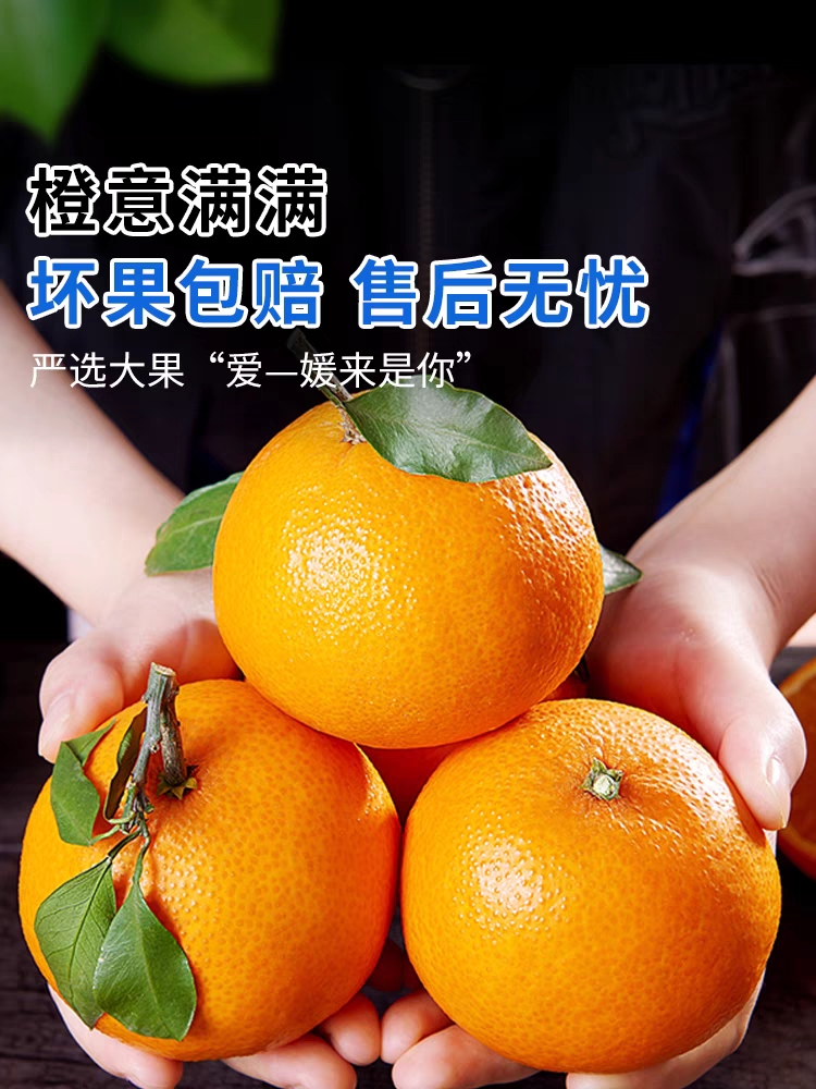 正宗爱媛果冻橙皮薄香甜多汁细腻肉厚现采现发果园直发4.5斤8斤