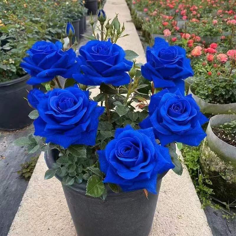 碎冰蓝【买一发三】玫瑰花老桩苗多色植物盆栽蓝色海洋嫁接月季