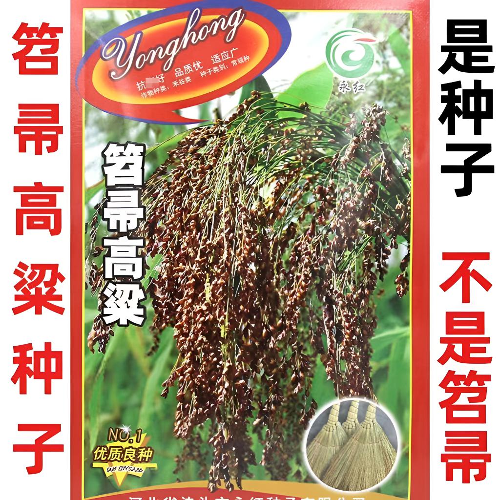 笤帚高粱种子红糯高粱种籽春夏季播酿酒食用抗旱抗倒扫把高粱种耔