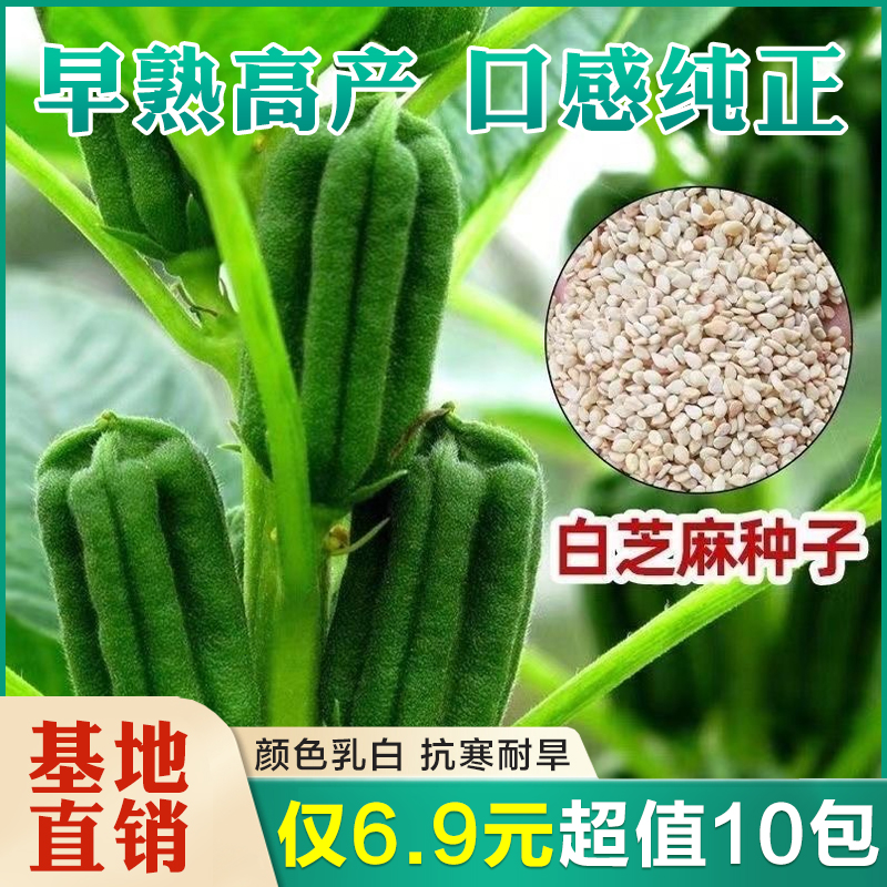 【6.9元10包】芝麻种子 高产芝麻芝麻种子抗病抗倒抗旱芝麻高产品种