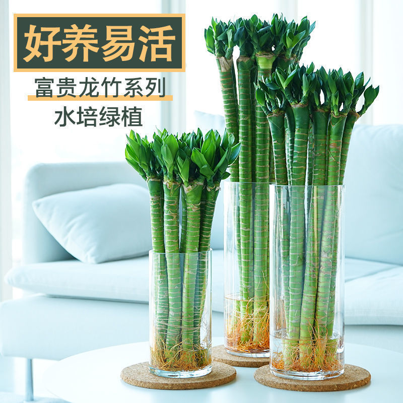 龙竹富贵竹水培室内植物开运招财荷花竹桌面客厅带根水养绿植江绿