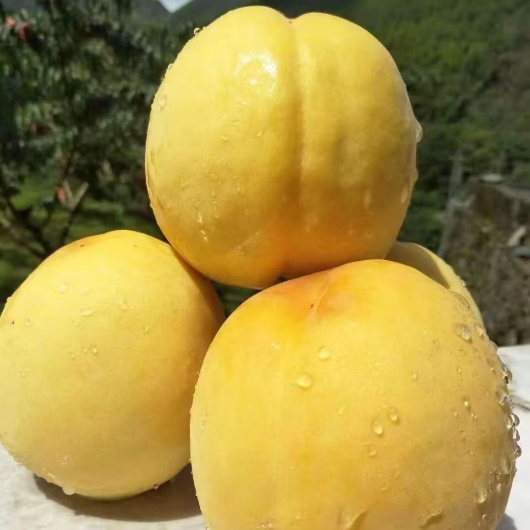正宗湖南炎陵黄桃新鲜水果高山锦绣脆甜当季时令黄毛桃整箱大桃子