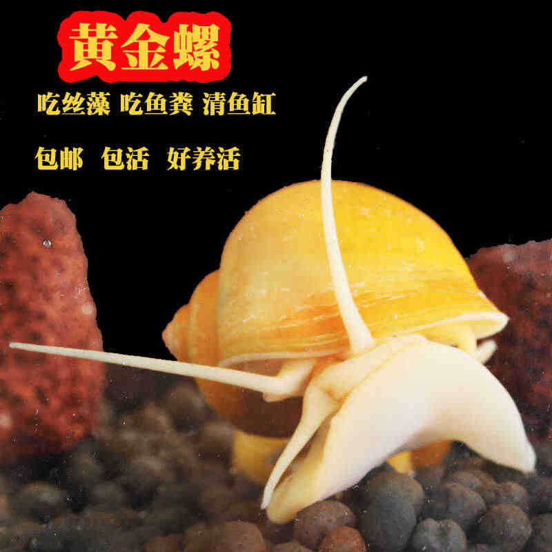 观赏鱼斑马鱼黄金螺除藻螺迷你观赏螺工具螺除苔清理残食
