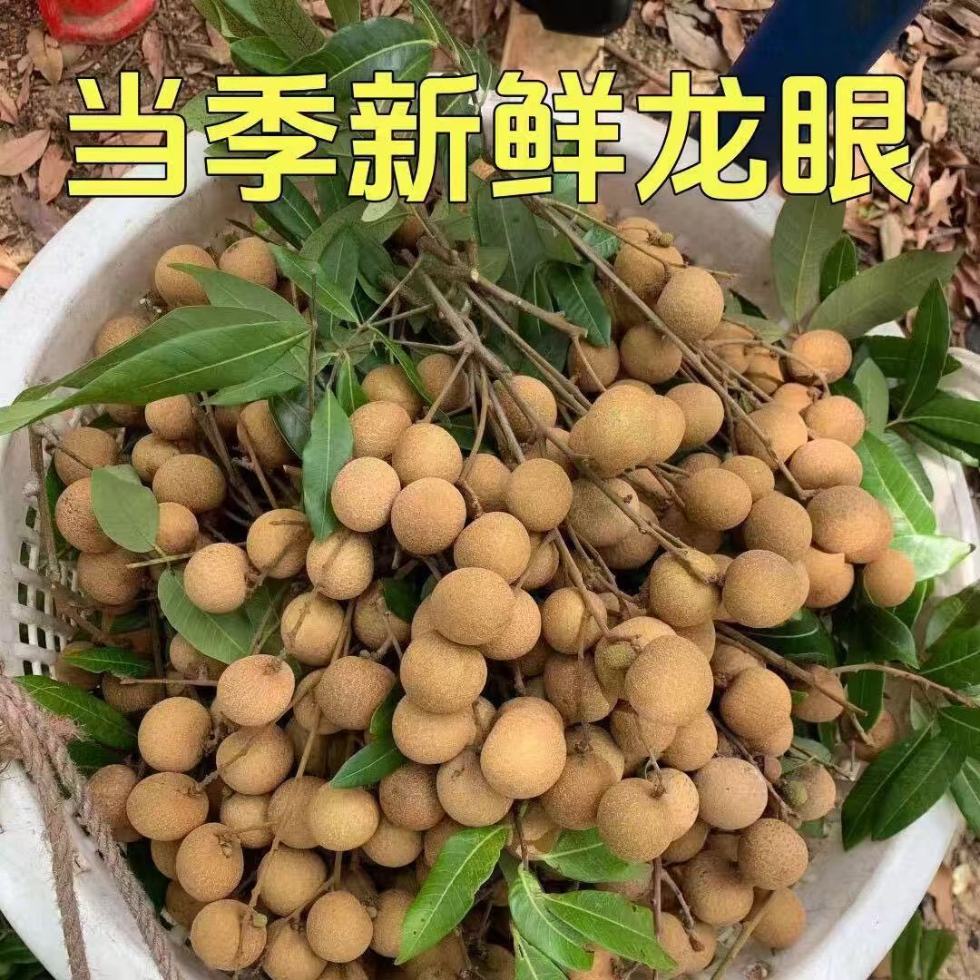 石硖龙新鲜现摘石硖龙眼清甜多汁肉厚饱满当季水果