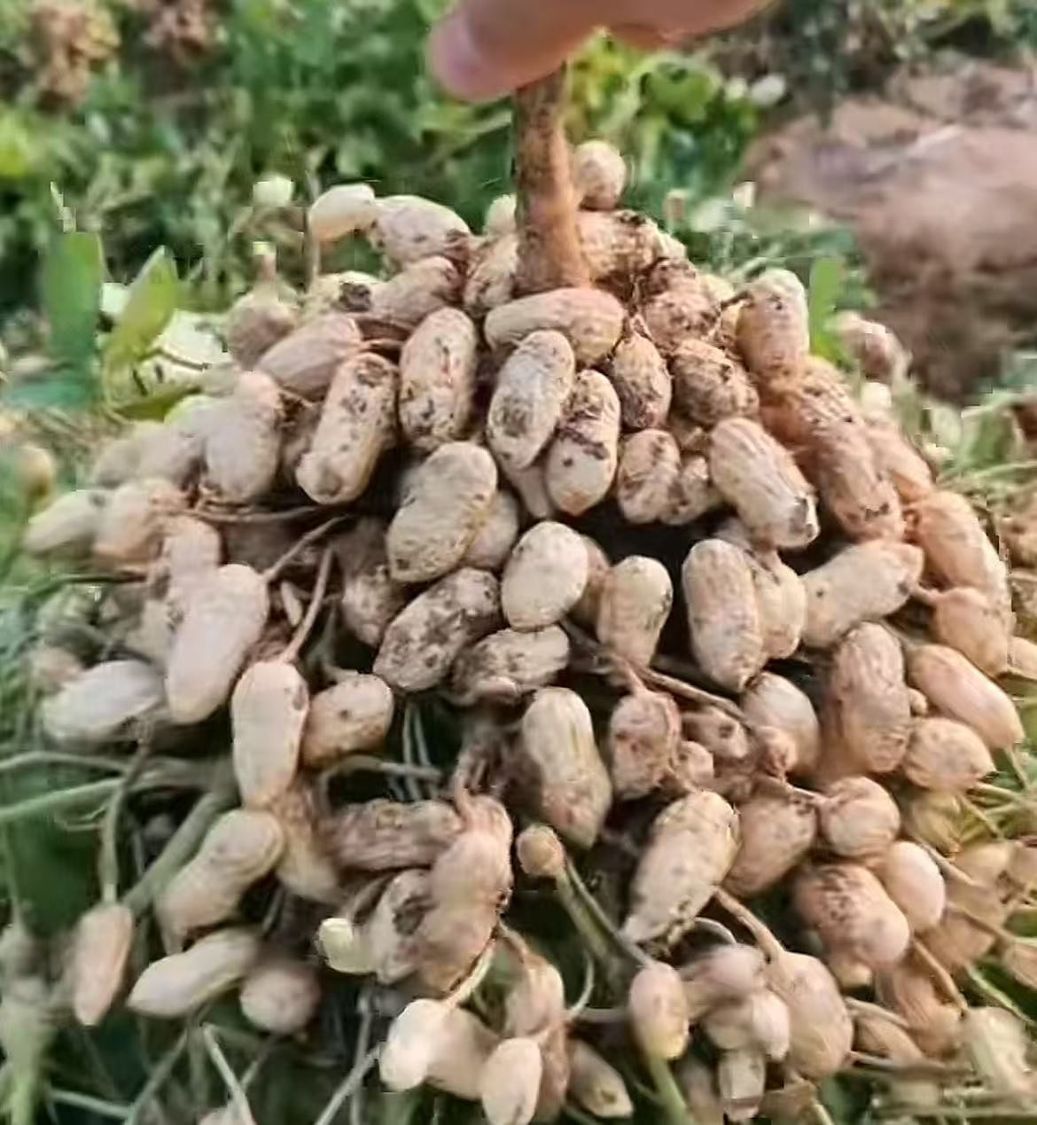 【氯胆一包30克】花生红薯洋葱大蒜山药生姜地下作物增产水溶肥料