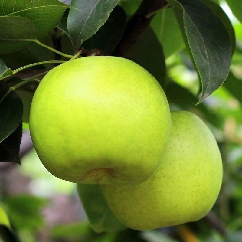 正宗青梨砀山皇冠梨5斤9斤爆甜无渣新鲜水果梨子砀山梨甘甜爽口汁
