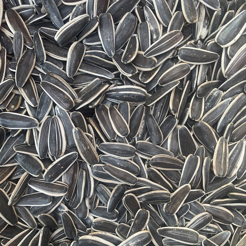 五斤新货生瓜子新鲜内蒙古生瓜子原味瓜子中颗粒