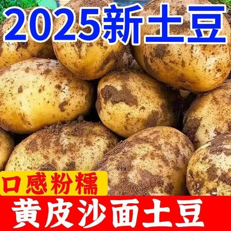 黄皮黄心土豆新鲜现挖沙糯粉面炒菜炖汤必备蔬菜