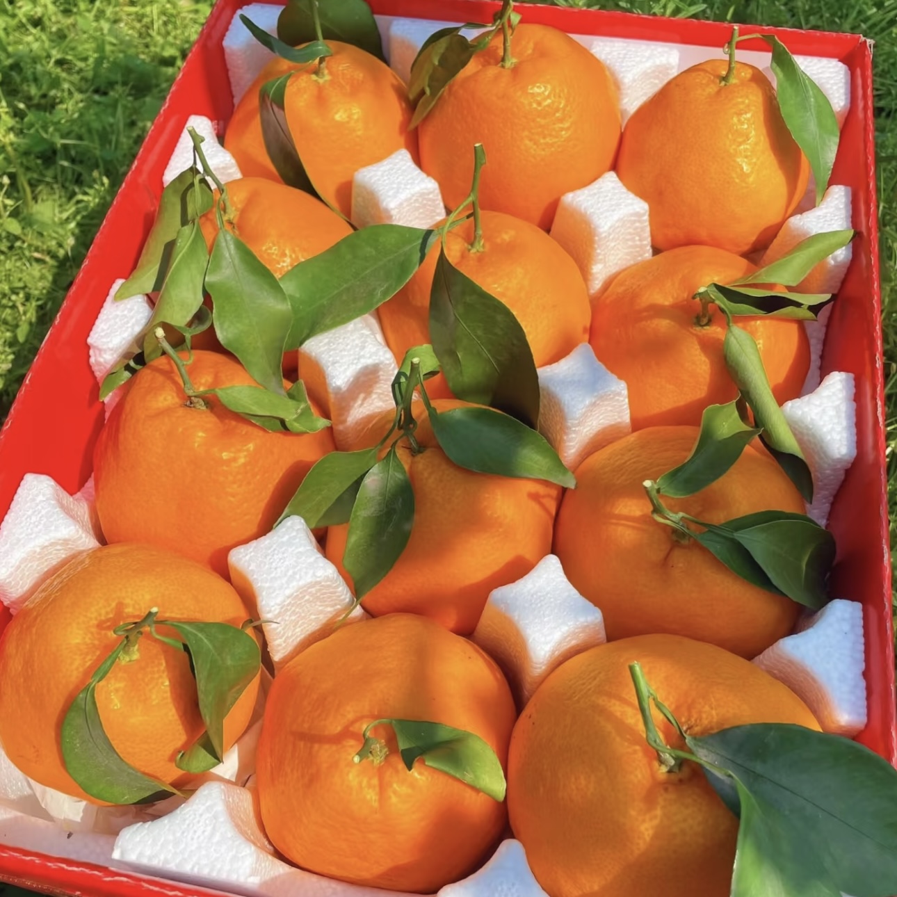 【现摘现发】四川春见耙耙柑应季新鲜水果橘子丑八怪橘子不知火粑粑