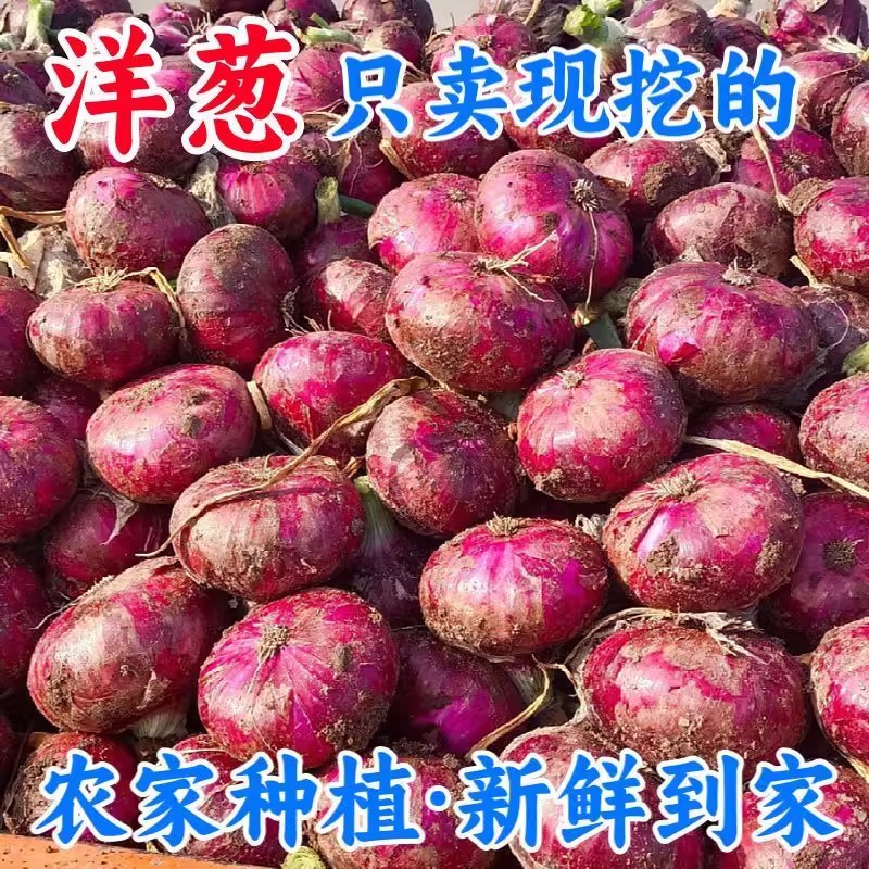 【新鲜现挖】当季紫皮红洋葱深紫色生吃水果洋葱圆葱蔬菜批发