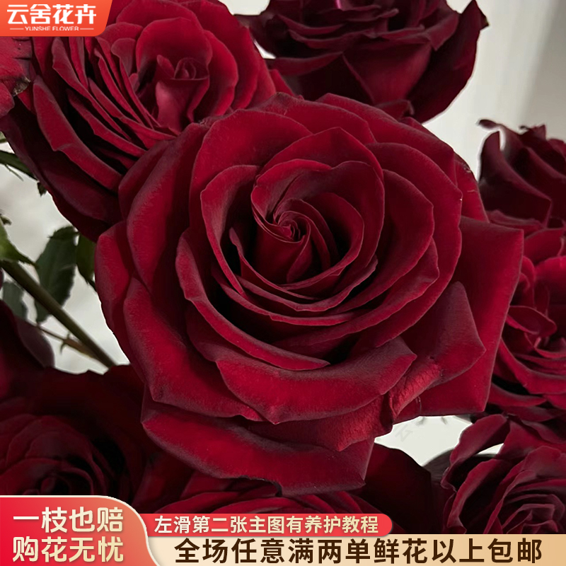【云舍花卉】【带包装醒花】【黑魔术】单头玫瑰 任意满两单及以上包邮