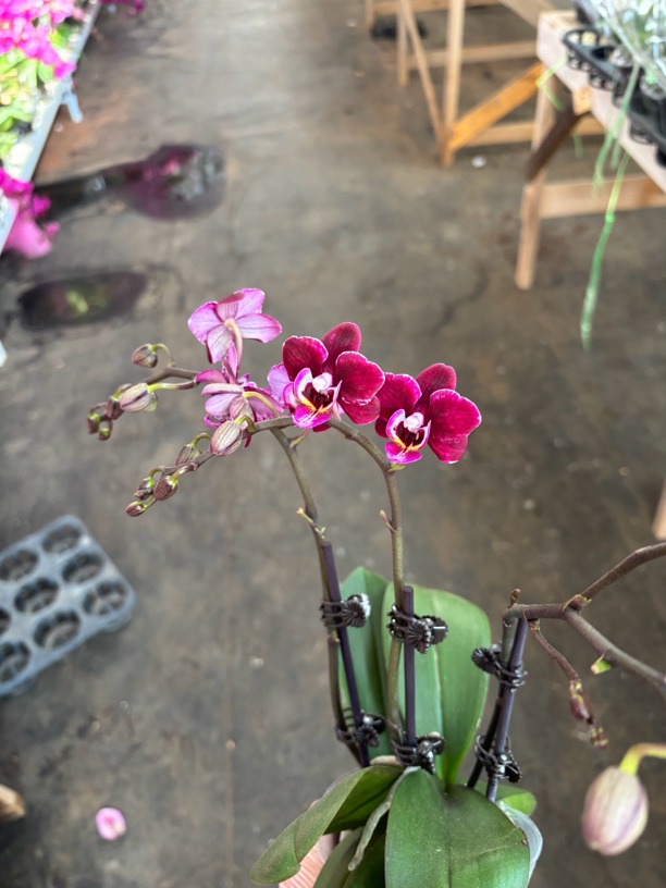 蝴蝶兰———LB4(小巧克力)开花发货