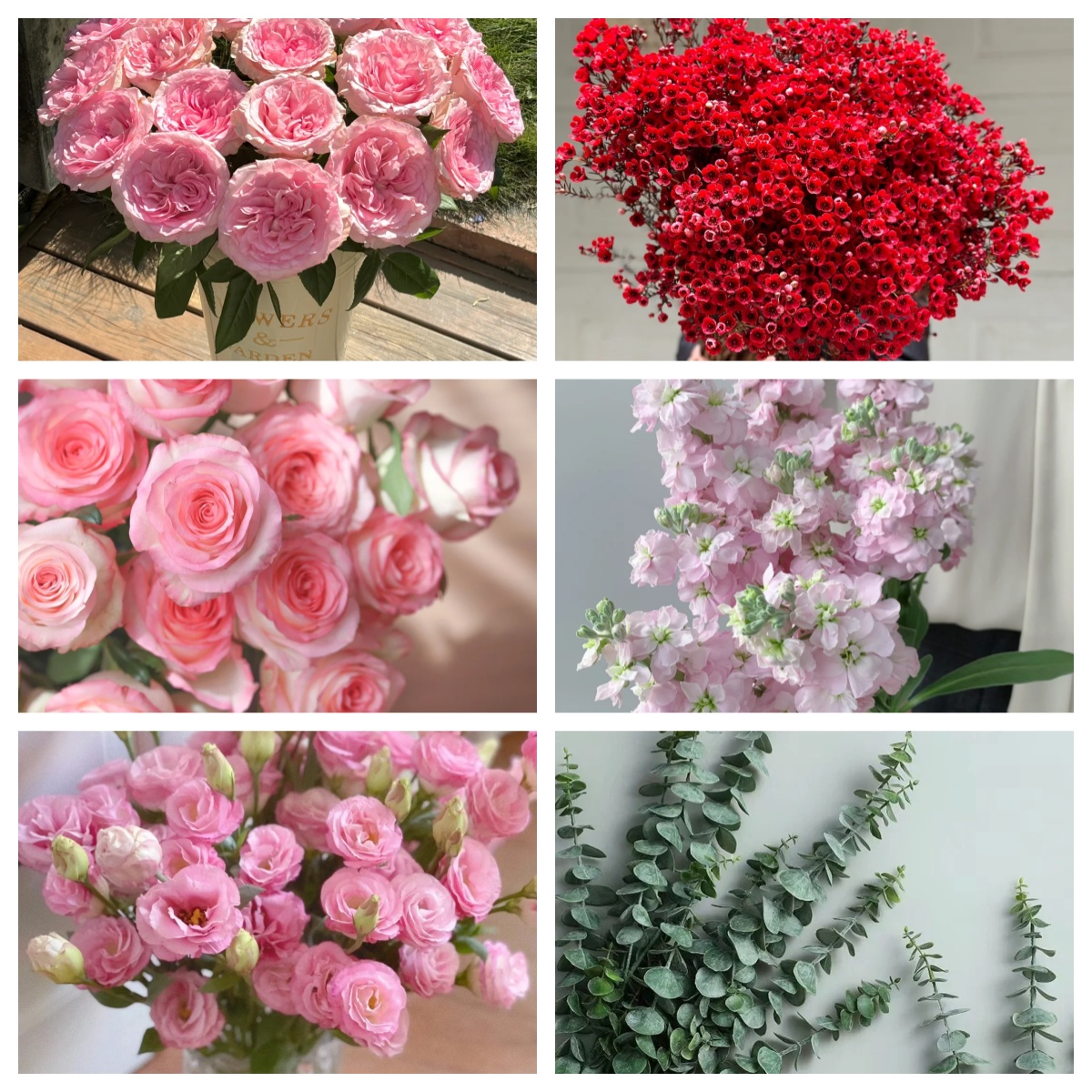 【洛神艾莎大套餐】洛神+艾莎+洋桔梗+重瓣紫罗兰+红色腊梅+叶子（坤