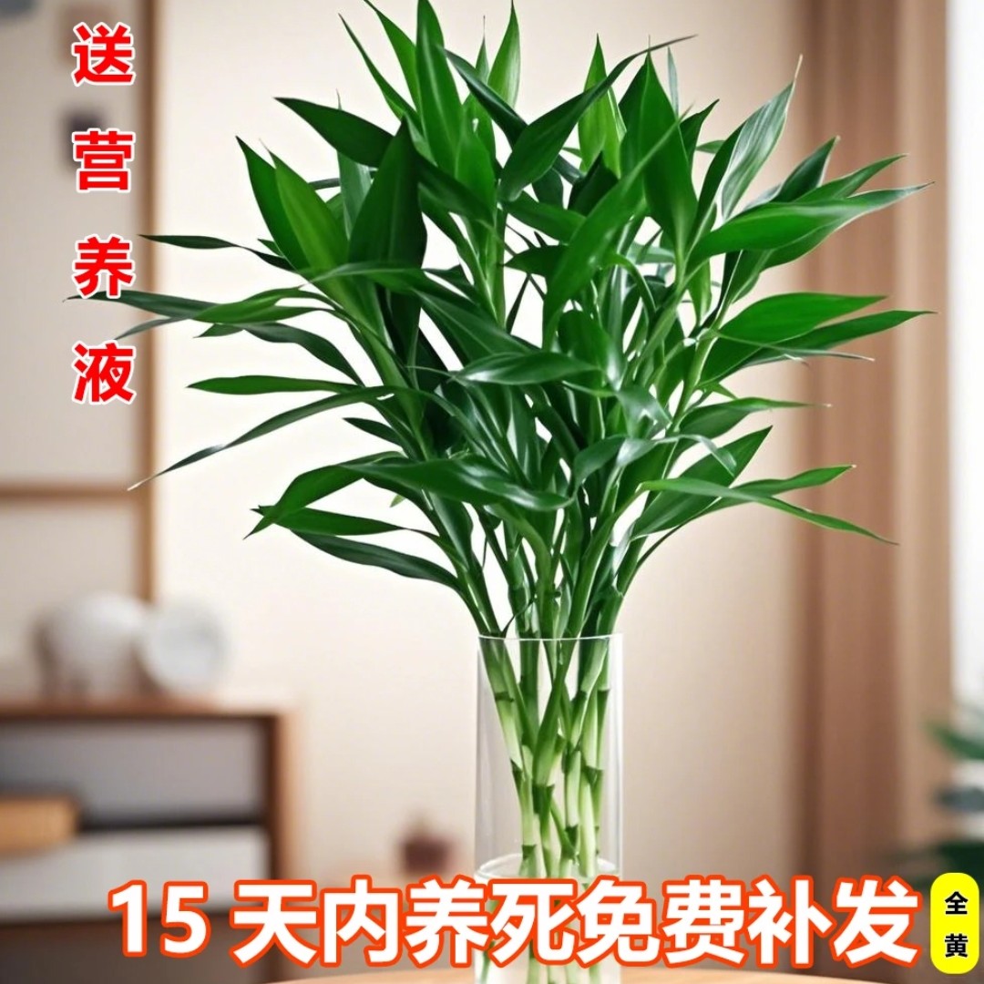 【基地精选】20支富贵竹60-70厘米水培植物小竹水养绿植