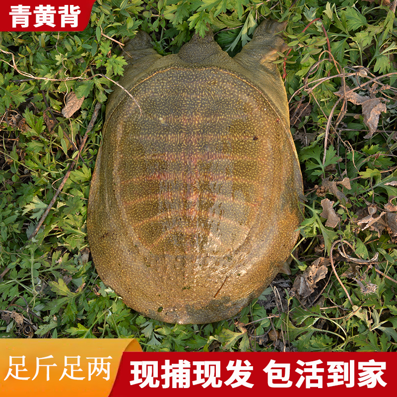 只发黄甲鱼 3只装 总重5-6斤  顺丰包邮包活