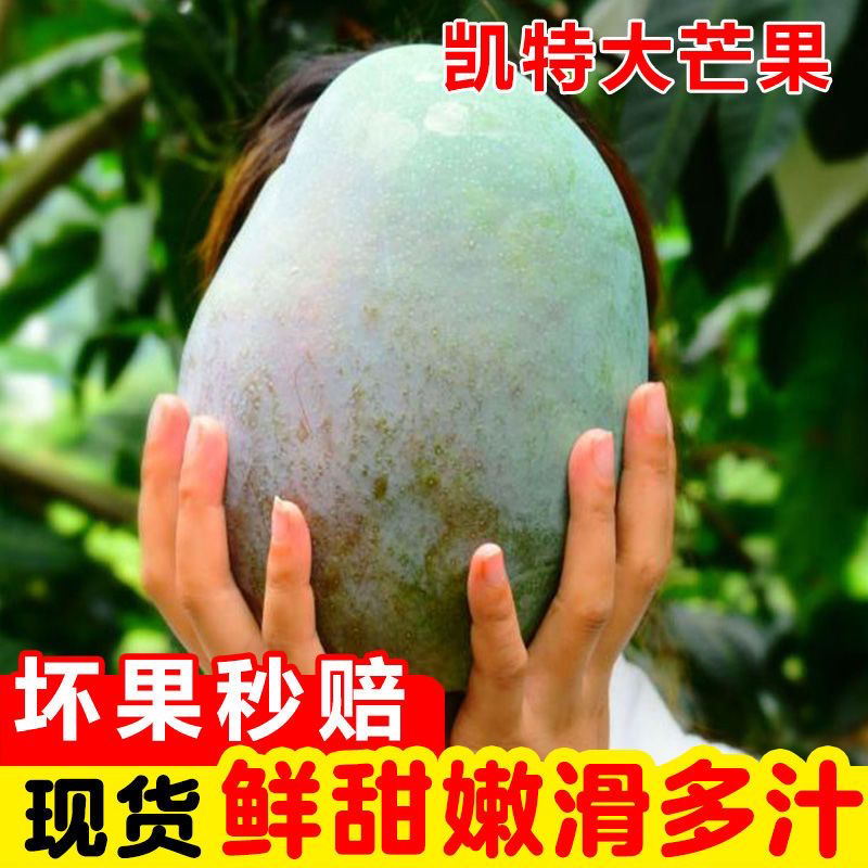 【放软食用】四川攀枝花凯特芒新鲜采摘当季水果坏果包赔