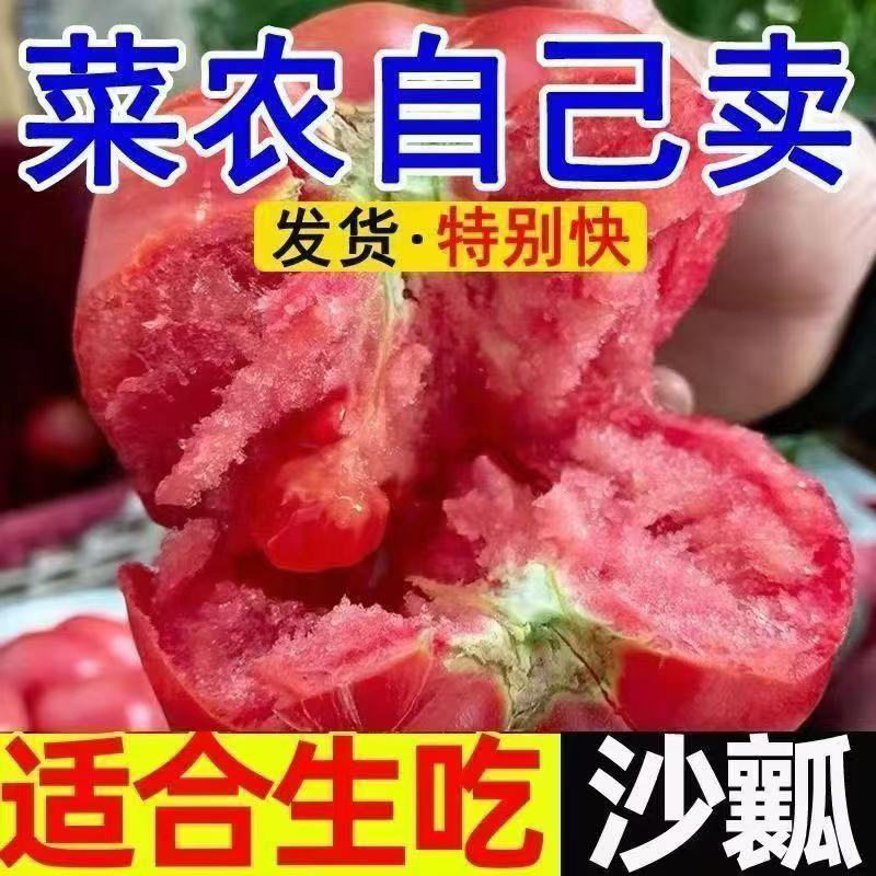 B【自然熟】露天种植攀枝花沙瓤西红柿孕妇水果酸甜可口