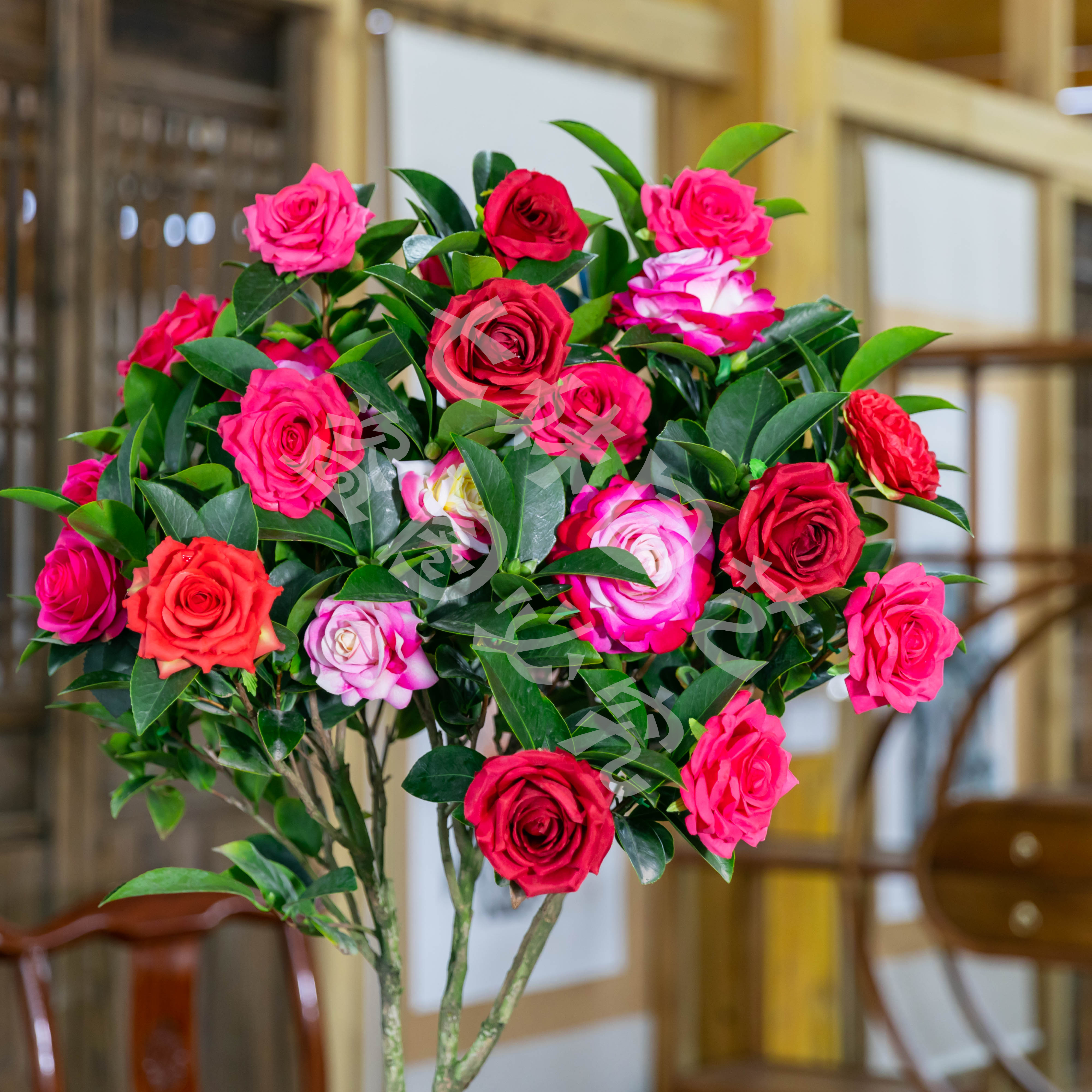 高70cm-80cm五色赤丹山茶花树苗盆栽重瓣四季常青耐寒好养花卉