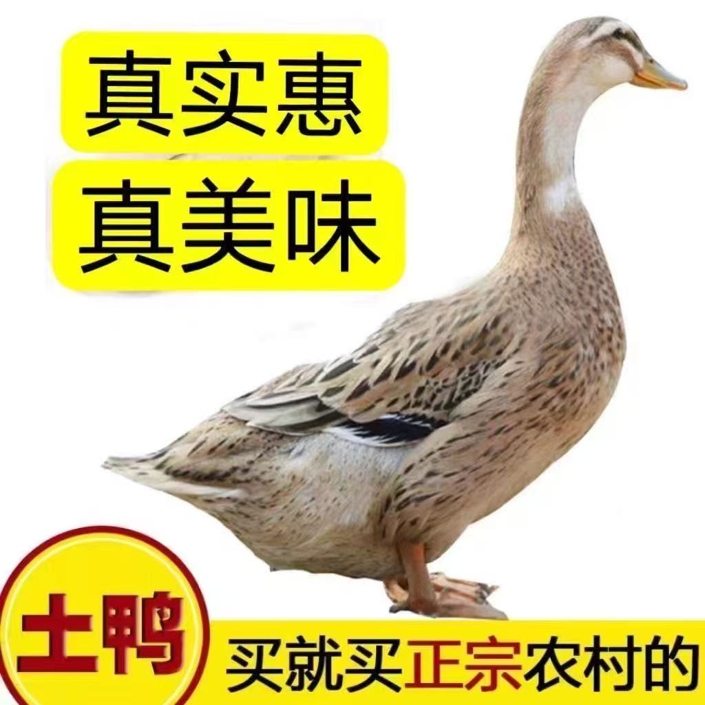 【精选四只】农家散养土麻鸭可红烧鸭煲汤顺丰冷运无掌翅内脏
