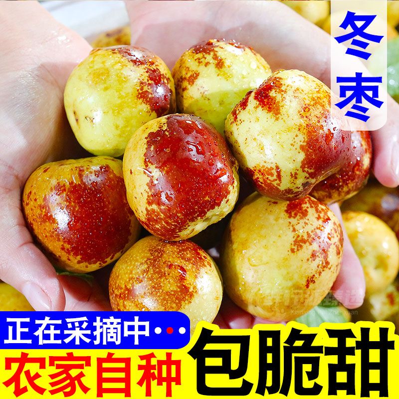 【新鲜现摘】正宗冬枣冰糖冬枣果园直发新鲜脆甜多汁水果 产地直发