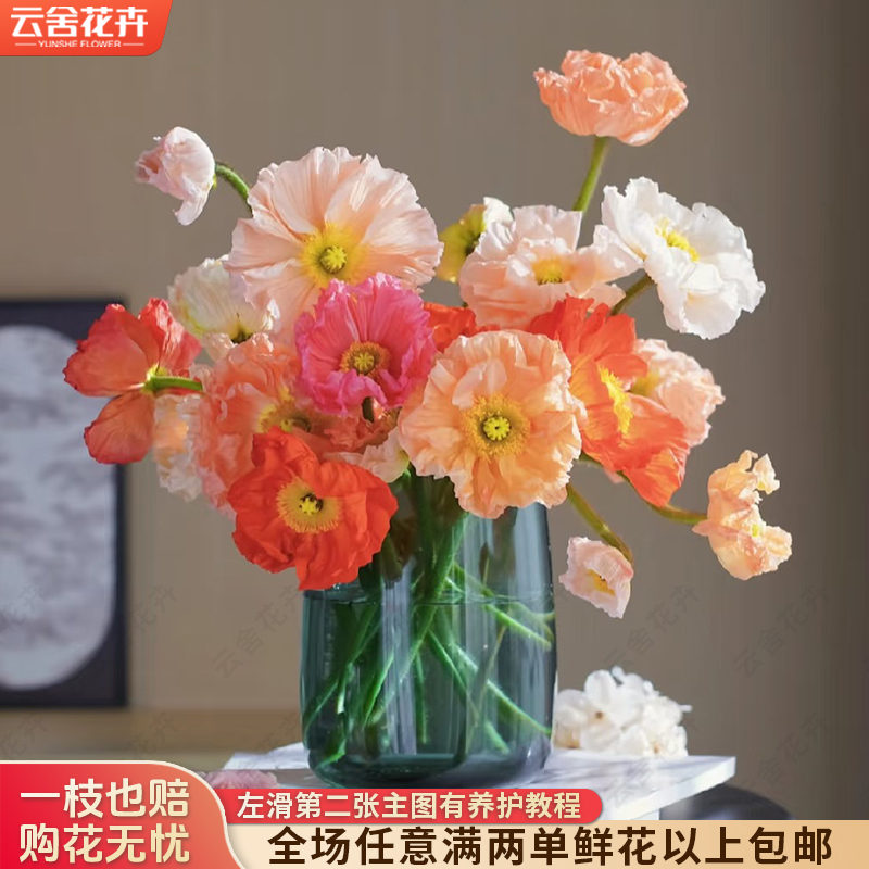 【云舍花卉】【虞美人】全场任意满两单及以上鲜花包邮发货