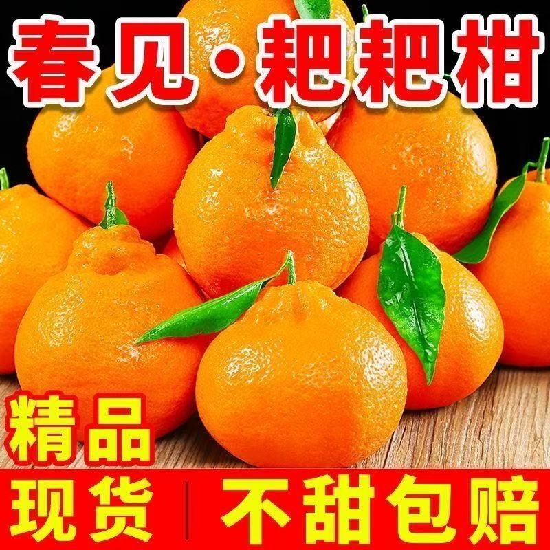 四川正宗春见耙耙柑橘子现摘现发新鲜当季水果皮薄肉厚柑橘整箱