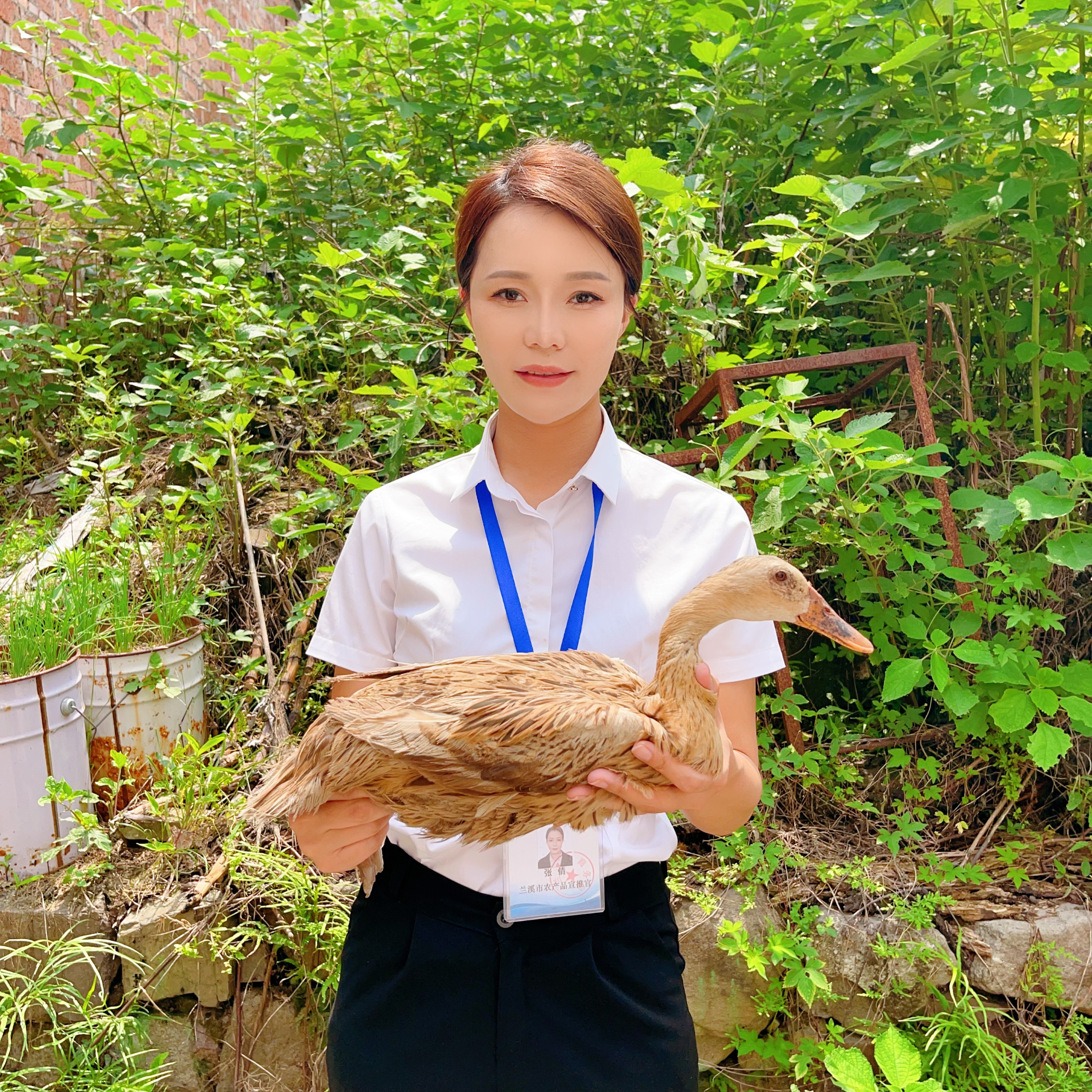 【助农现场】农家全粮散养麻鸭 人工现杀 顺丰包邮ZQ