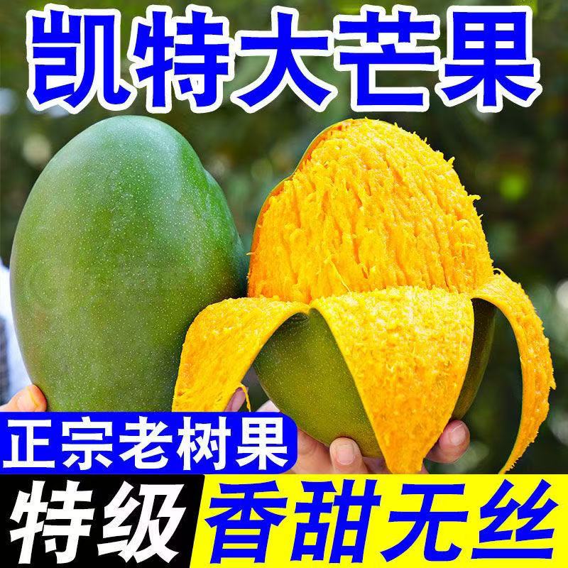 【现摘】四川攀枝花凯特芒现摘新鲜香甜多汁水果C