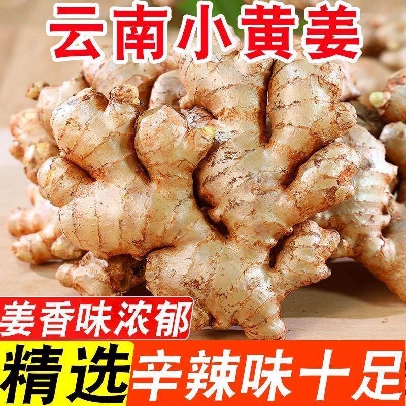 正宗云南小黄姜新鲜现挖山地种植香味浓郁辛辣适中老姜