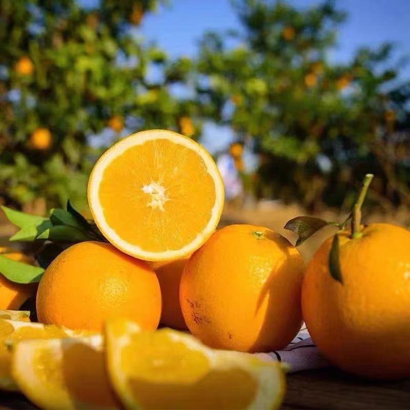 【京东次日达】Y6正宗江西赣州赣南脐橙榨汁新鲜水果斤产地直发当季整箱橙子现摘江西省