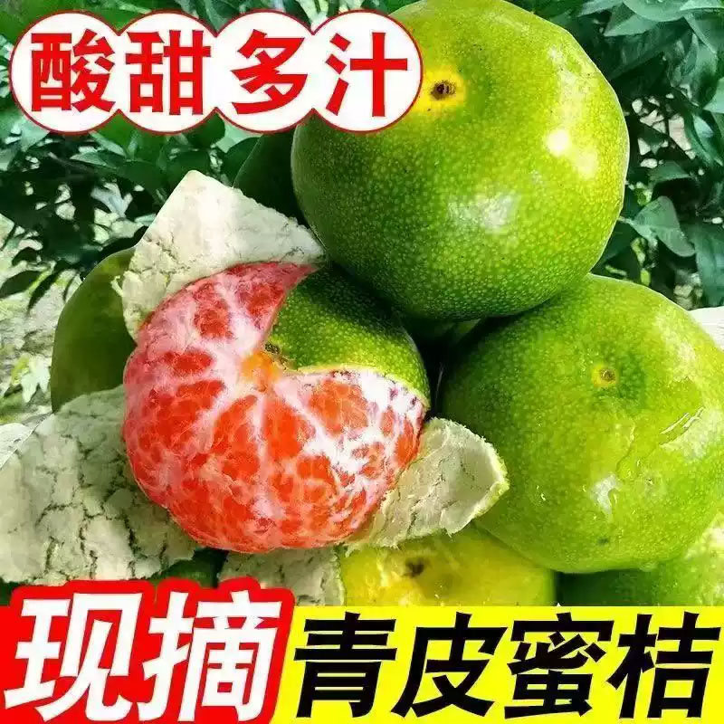 正宗云南蜜桔橘子蜜橘新鲜当季青皮酸甜多汁孕妇水果柑橘5斤MK