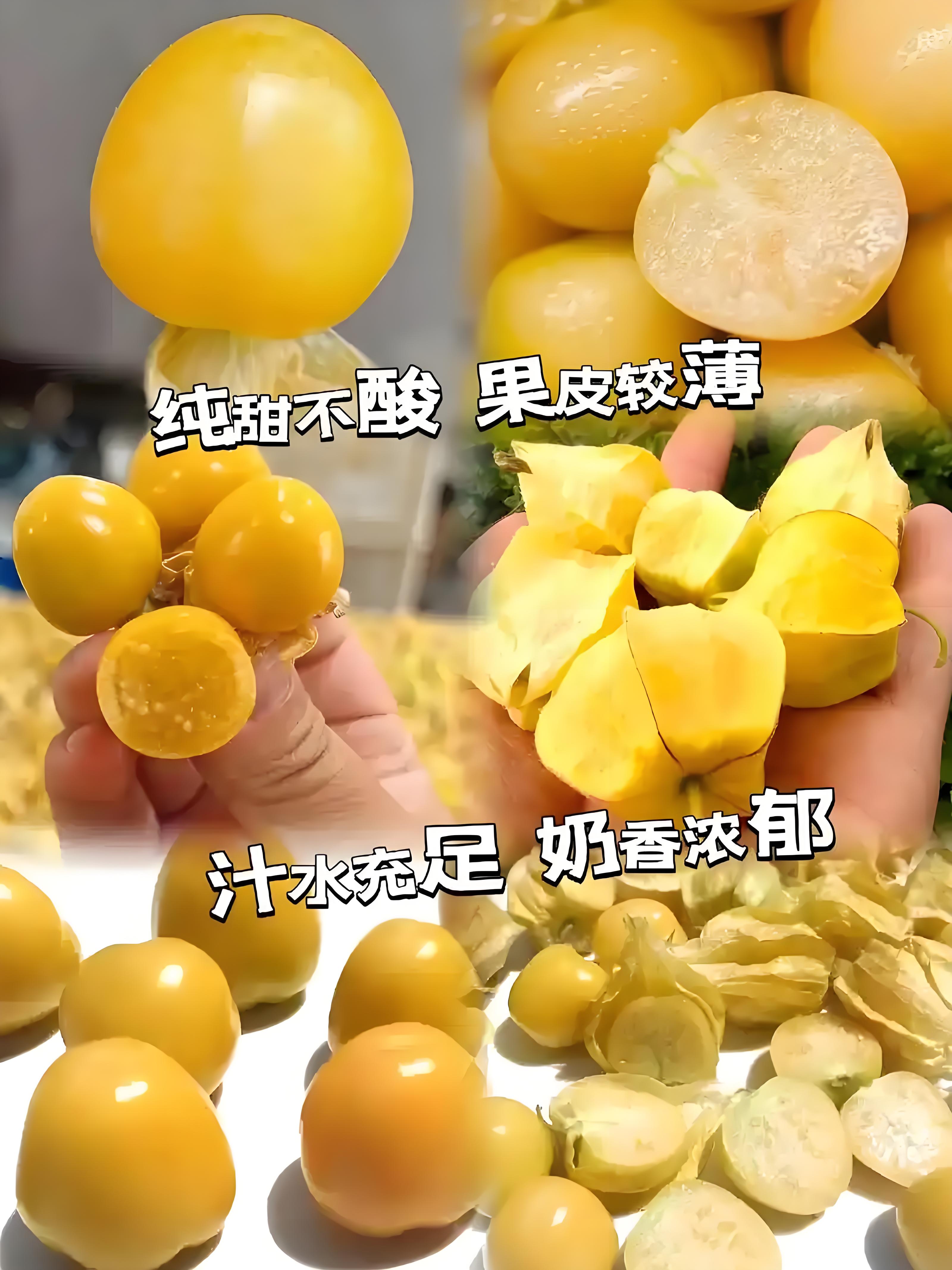 爆款东北产地直发新鲜当季姑娘果黄灯笼果整箱包邮