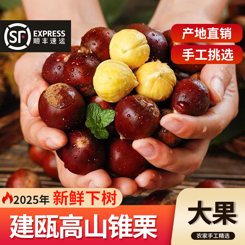 建瓯锥栗高山野生毛栗油栗子新鲜坚果圆板栗农家特产1斤3斤5斤