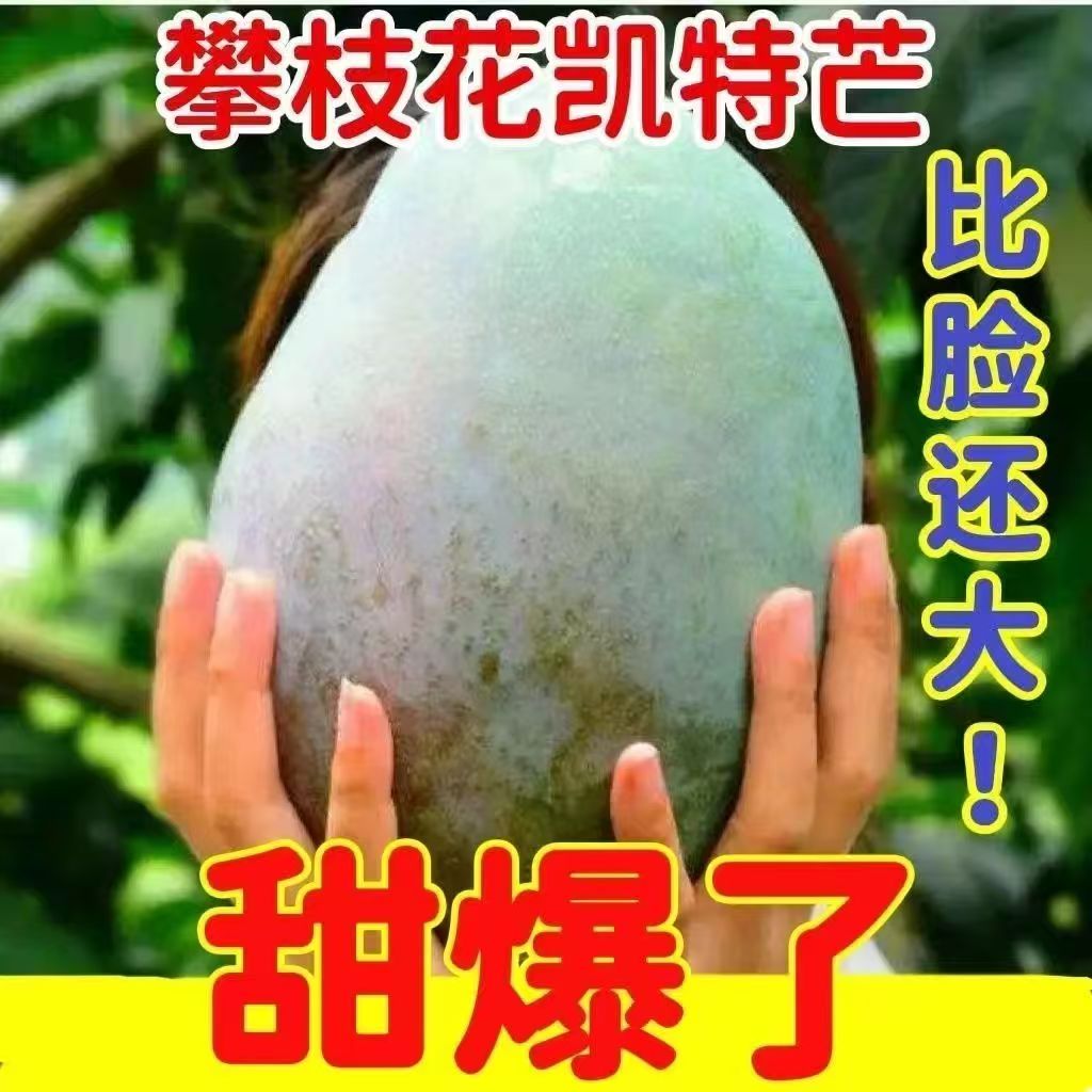 攀枝花凯特芒果四川当季新鲜水果大芒果整箱包邮