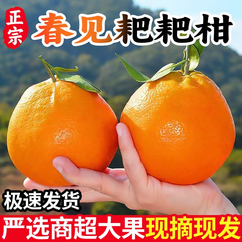 【小曹书记专属】正宗四川春见耙耙柑新鲜当季水果爆甜多汁产地直发