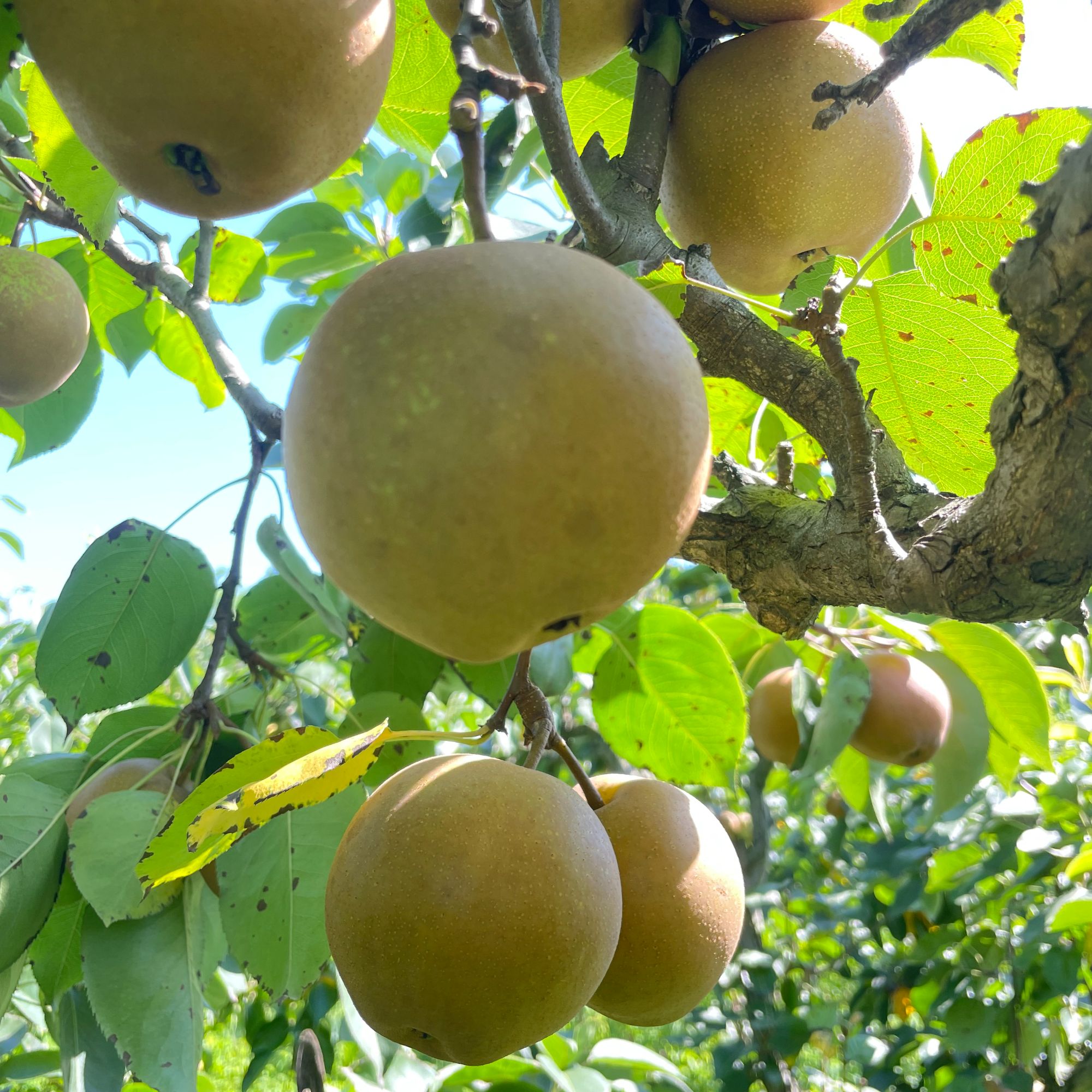 【黃花梨】5斤/3斤重庆铜梁麻梨脆甜爽口化渣汁水丰富现采现发
