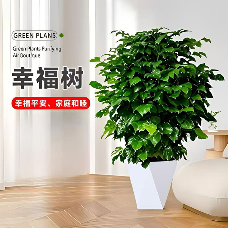 70-80cm不砍根控根丛生幸福树观叶绿植 配白色菱形盆