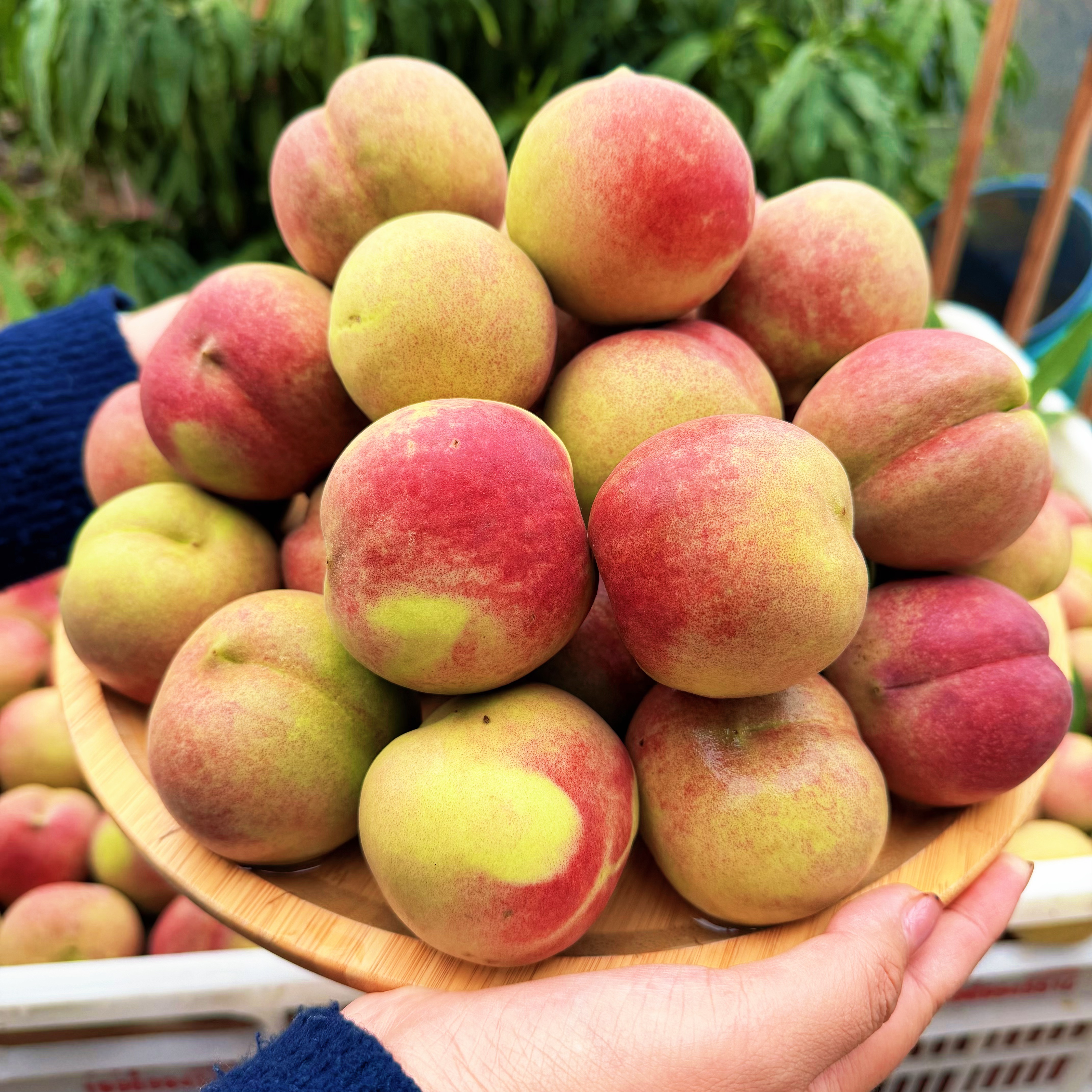 【小冬桃/冬雪蜜桃】脆甜山桃小蜜桃离核 现摘现发应季水果桃子脆桃