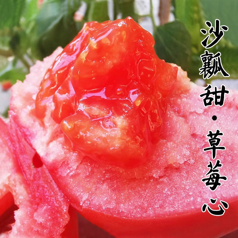 甘肃武威新鲜沙瓤西红柿自然成熟可生吃的当季水果蔬菜