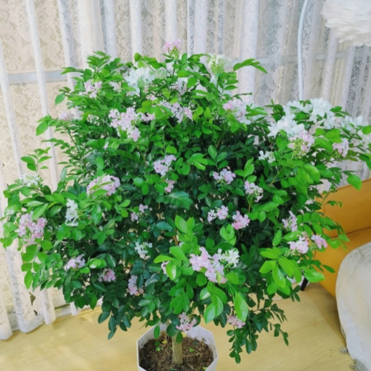 【50-60】九里香盆栽绿植盆栽浓香型客厅阳台室内外驱蚊驱虫植物