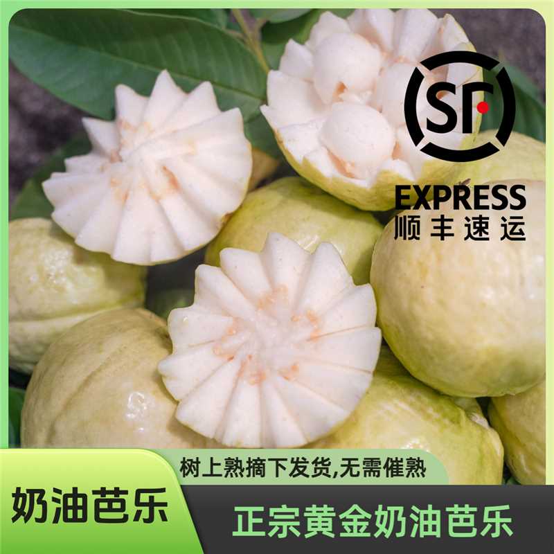 【树熟果】奶油芭乐 自然成熟 软糯香甜 现摘现发(顺丰快递)
